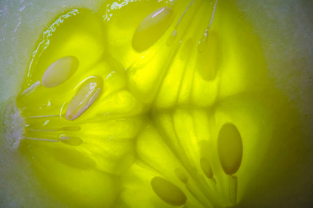 Cucumber macro close up green background. Macrophoto vegetables . High quality photo