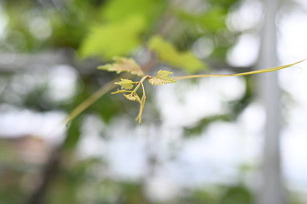 tendrils and young shoots of grapes