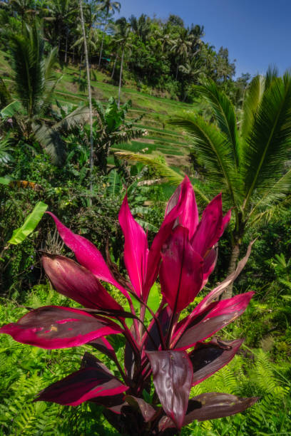 A stunning closeup of a vibrant tropical plant, Cordyline fruticosa, with brilliant pink leaves against a backdrop of lush green hills, creating a harmonious natural scene, Ubud, Bali, Indonesia