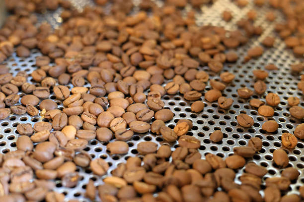 Freshly roasted coffee on a metal drying tray.