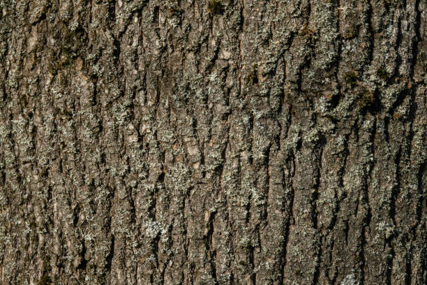 istock Detailed view of tree bark displaying texture and lichen in natural sunlight 2204673569