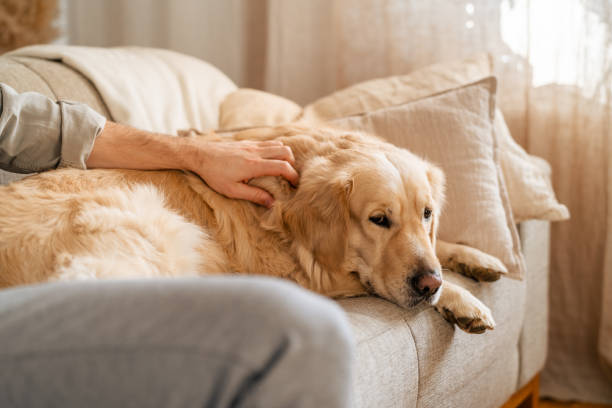 istock Man relaxing on a couch reading book with dog resting beside him 2204674085