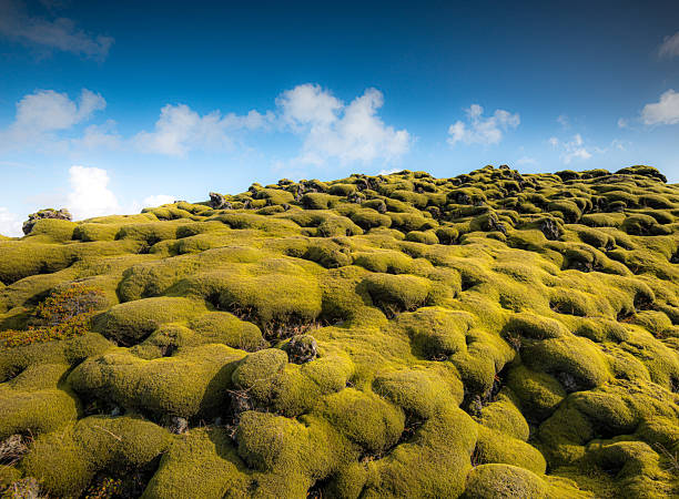 Lush green moss blankets the unique volcanic landscape in Iceland, showcasing the striking textures of the land against a bright blue sky. A natural wonder of Iceland's geology stands out.