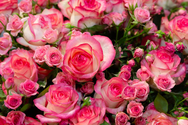 istock Fresh pink roses in close-up 2204674928