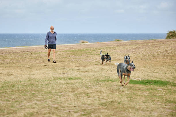 Full length view of casually dressed man carrying leashes and following Australian Cattle Dogs running free in grassy area near Bondi Beach coastline.