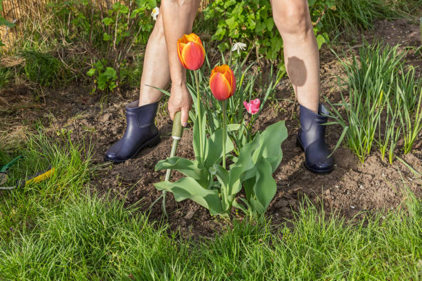 Female farmer is loosening soil around tulip flowers growing on the flower bed using a small garden rake. Arranging flower beds.