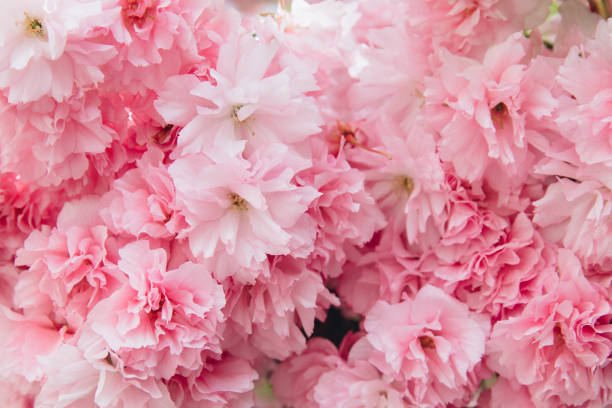 istock Sakura Cherry blossoms. Pink flowers cherry tree, banner 2204679179