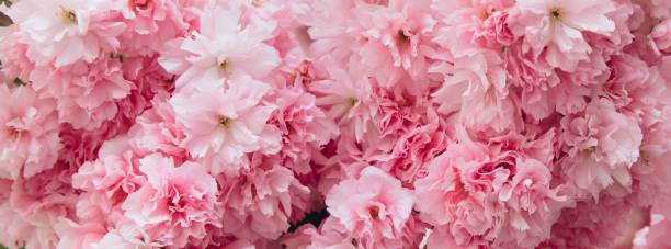 istock Sakura Cherry blossoms. Pink flowers cherry tree, banner, panorama 2204679196