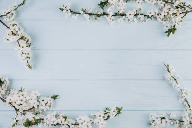 istock Frame with spring flowers cherry blossoming on blue wooden background. Top view with copy space. Flat lay 2204679561