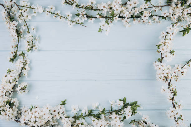 istock Frame with spring flowers cherry blossoming on blue wooden background. Top view with copy space. Flat lay 2204679574