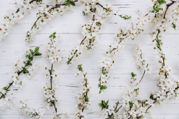 istock Spring flowers cherry blossoming on a white wooden background. Top view with copy space. Flat lay 2204679649