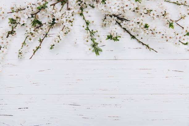 istock Spring flowers cherry blossoming on a white wooden background. Top view with copy space. Flat lay 2204679655