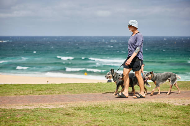 Full length view of senior bearded man in casual clothing exercising his three pets on beachfront path, sand and waves in background.