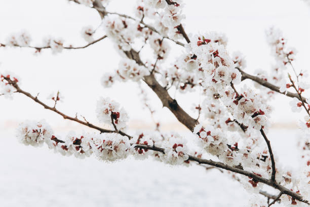 istock Beautiful peach flowers close up - as background 2204681187