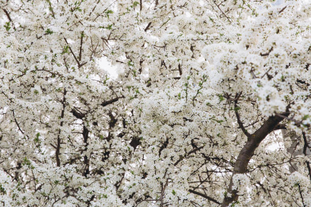Spring seasonal background with white flowers, natural easter floral image with copy space