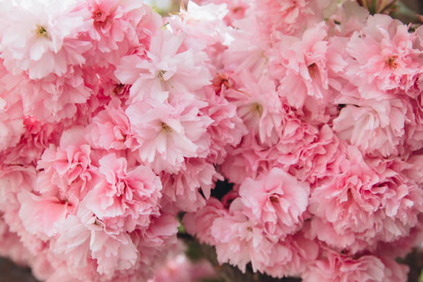 istock Sakura Cherry blossoms. Pink flowers cherry tree, banner 2204682329
