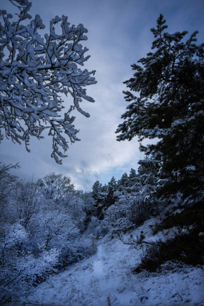 istock snow-white winter fairy tale when bare trees are completely covered with a layer of snow 2204685709