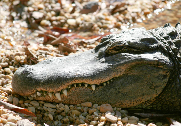 istock Portrait of American Alligator 2204687154