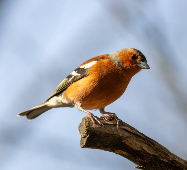 istock Chaffinch Wildlife photograph 2204687877