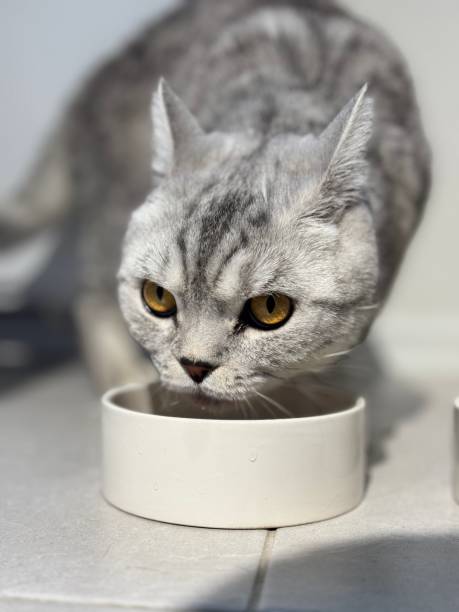 istock Gray tabby cat eating from a white bowl 2204688198