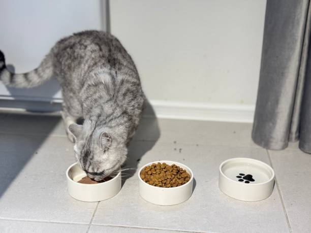istock Grey Cat with Three Food Bowls 2204688272