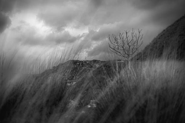 Black and white greek scenery, on a hill with a lonely tree, a dramatic cloudy sky and a lot of grass