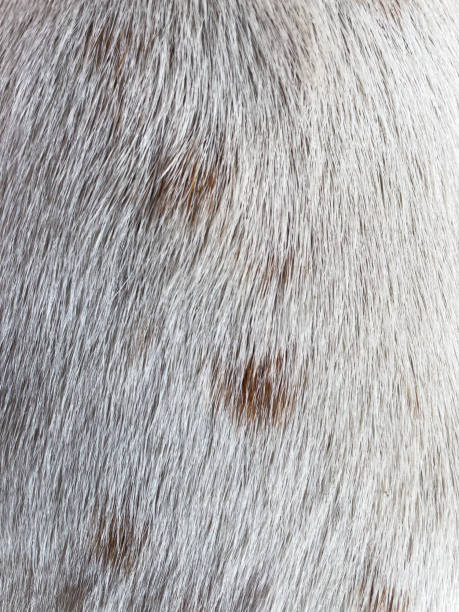 istock white dog fur background 2204688929