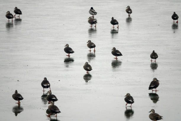 istock wild ducks on the frozen lake 2204689155