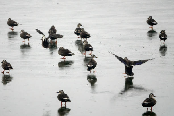 istock wild ducks on the frozen lake 2204689219