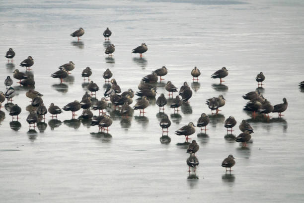 istock wild ducks on the frozen lake 2204689225