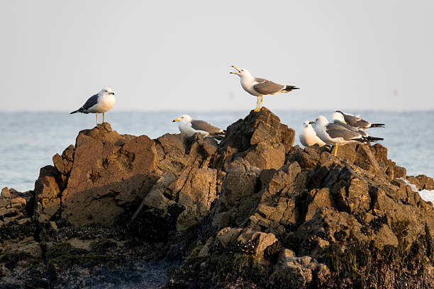 istock seagulls on the rock at the seaside 2204690477
