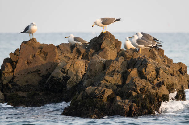 istock seagulls on the rock at the seaside 2204690481