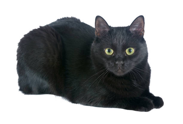 istock black cat isolated on white. bombay cat. close up 2204692340