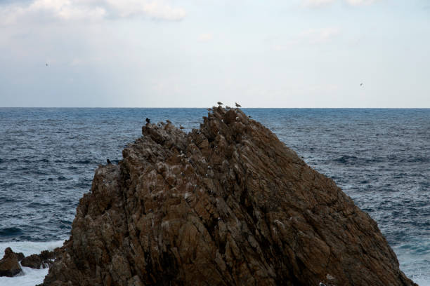 idyllic seascape with wildlife