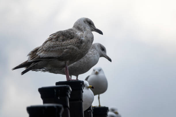 istock seagulls on the bridge fence at the seaside 2204692786
