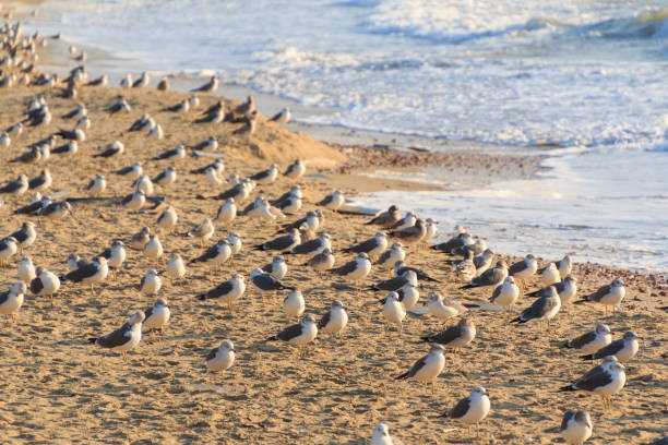 Flock of seagulls on the sandy beach