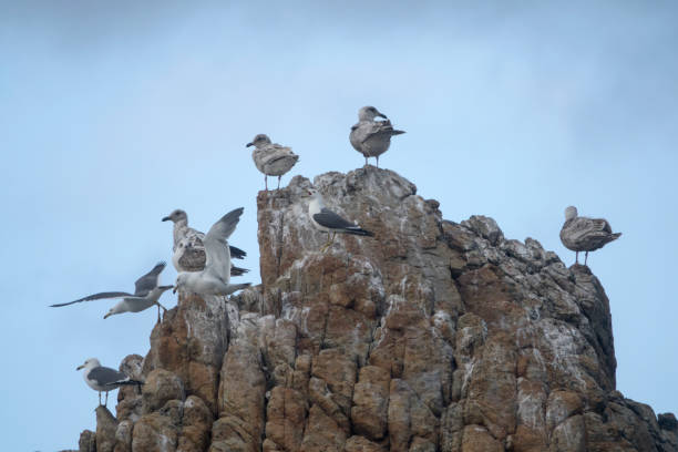 istock low-angle view of the seagulls on the cliff 2204692993