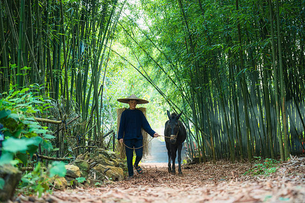 A male farmer with hat leading horse along through lush bamboo forest in farmland at countryside of Vietnam