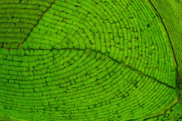 istock Lush green tea plantation texture and pattern during harvest 2204693050