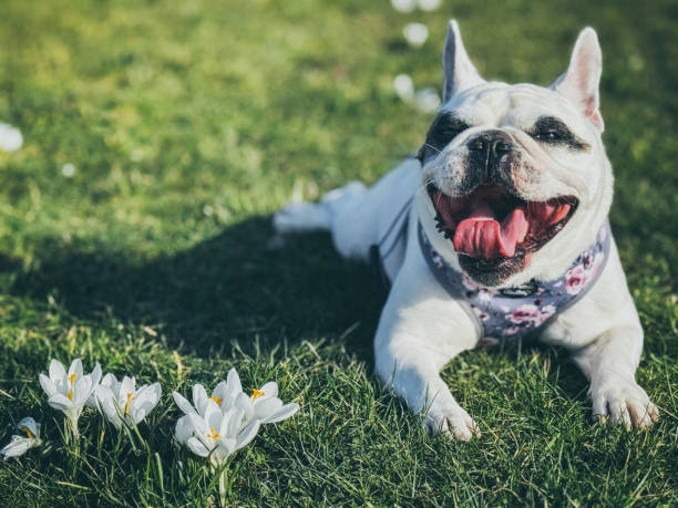 French Bulldog taking a break from dog walking in green field next to Crocus flowers