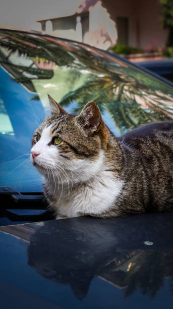 istock Stray cat on a car in Turkey 2204693823
