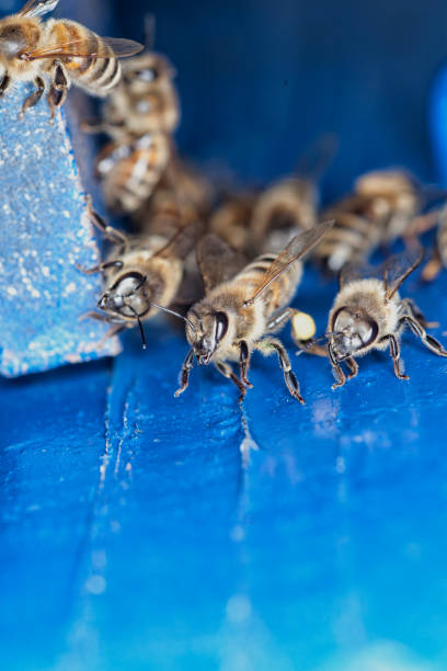 Beekeeping or apiculture, care of the bees, working hand on honey, apiary (also bee yard) with beehives and working beekeepers in australian outback, honey bee on the honeycomb or flying home.