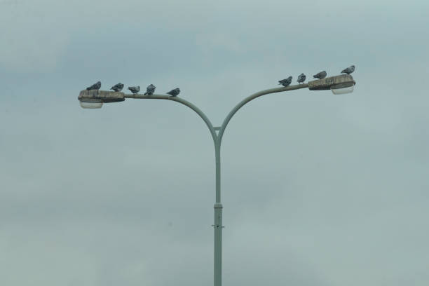 istock A diverse group of birds is currently perched atop a street light 2204695377