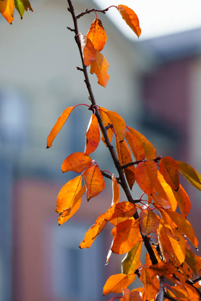 Orange autumn leaves on a branch, days before falling, lit beautifully by the sun rays, apartment building in the background