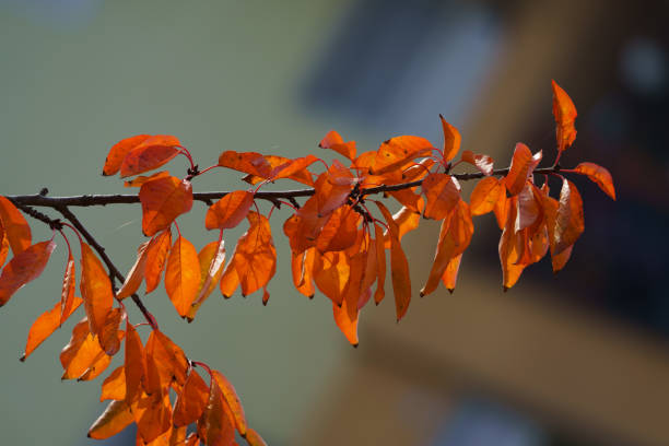 istock Orange autumn leaves, lit by the sun rays 2204696627