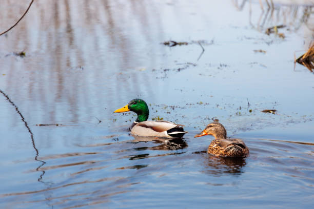 istock ducks swimming in the pond 2204696721