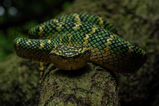 istock Wagler's temple viper, Wagler pit viper 2204696824