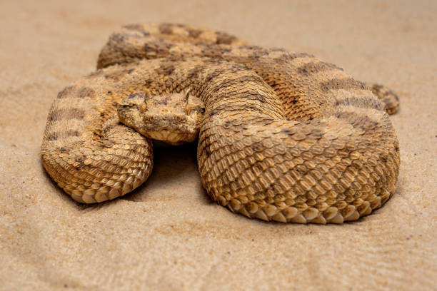 Snakes thrive in the deserts of southern, Arizona