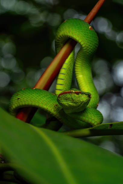 Wagler's temple viper, Wagler pit viper