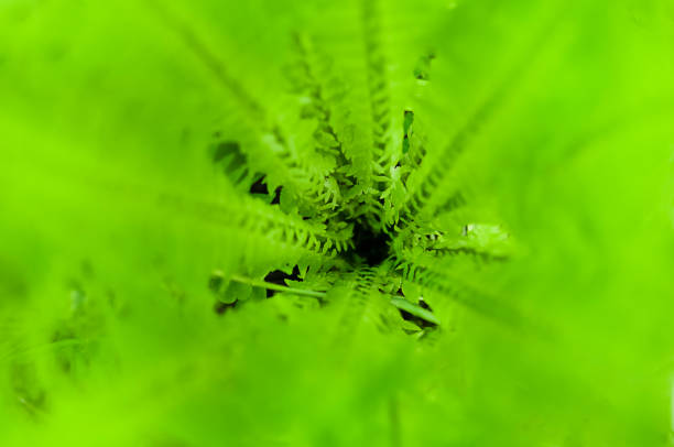 Young green fern leaves in the garden. Spring landscape